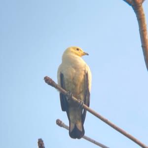 Pied imperial pigeon