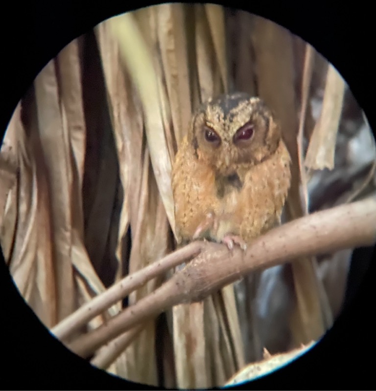 Sunda scops owl