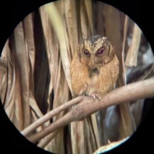 Sunda scops owl