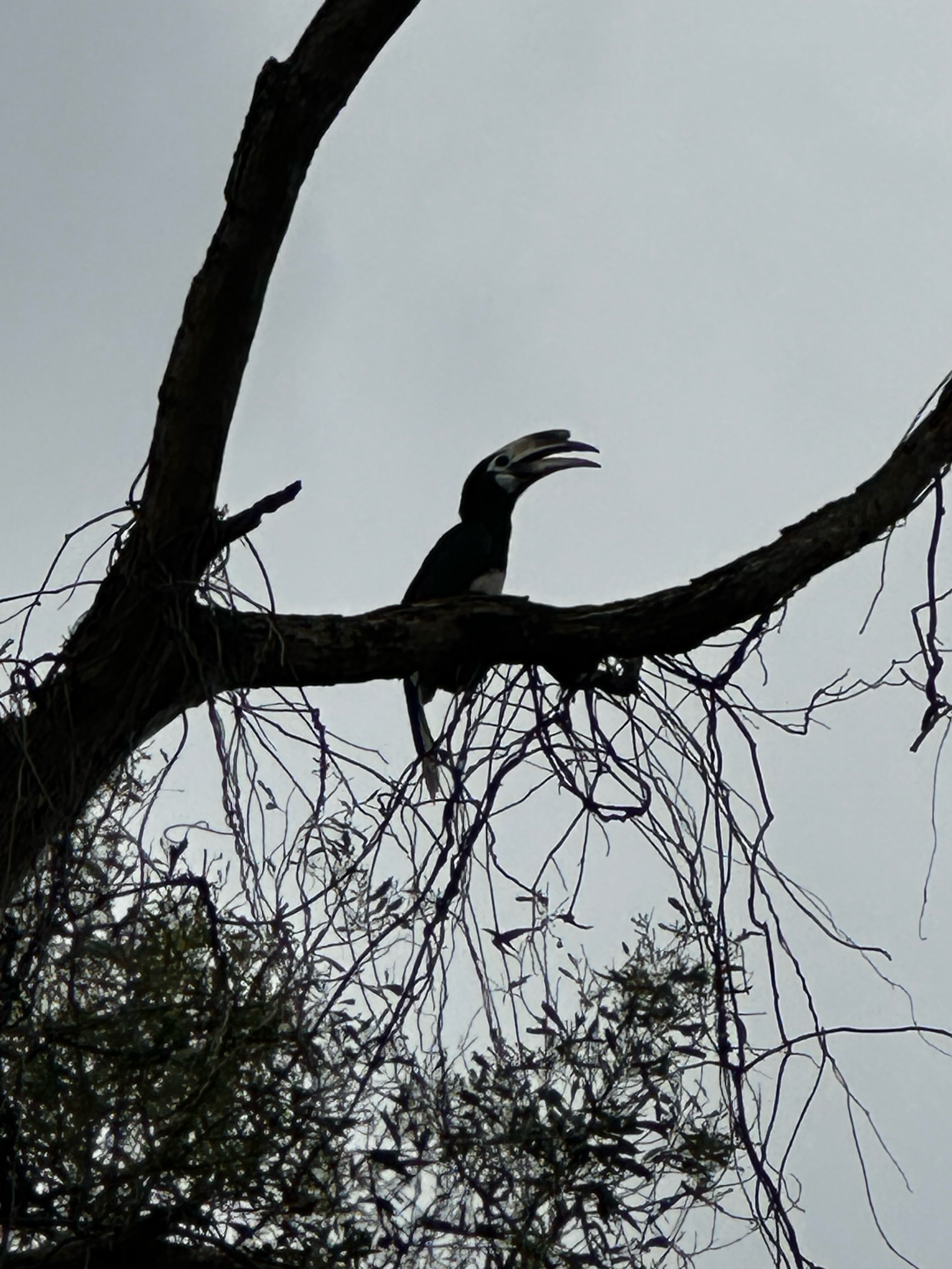 Pied oriental hornbill