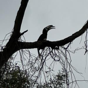 Pied oriental hornbill