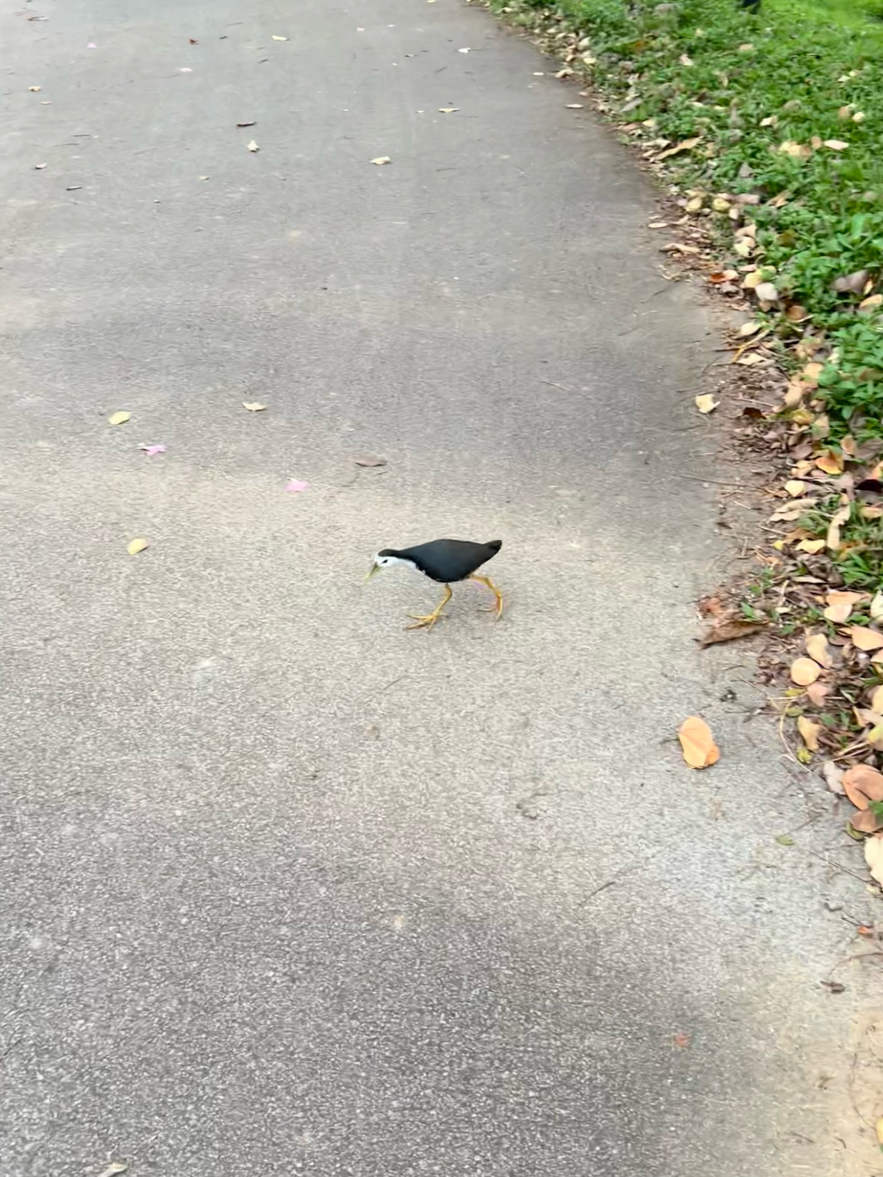 White-breasted waterhen