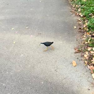 White-breasted waterhen