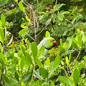 Rose-ringed parakeet