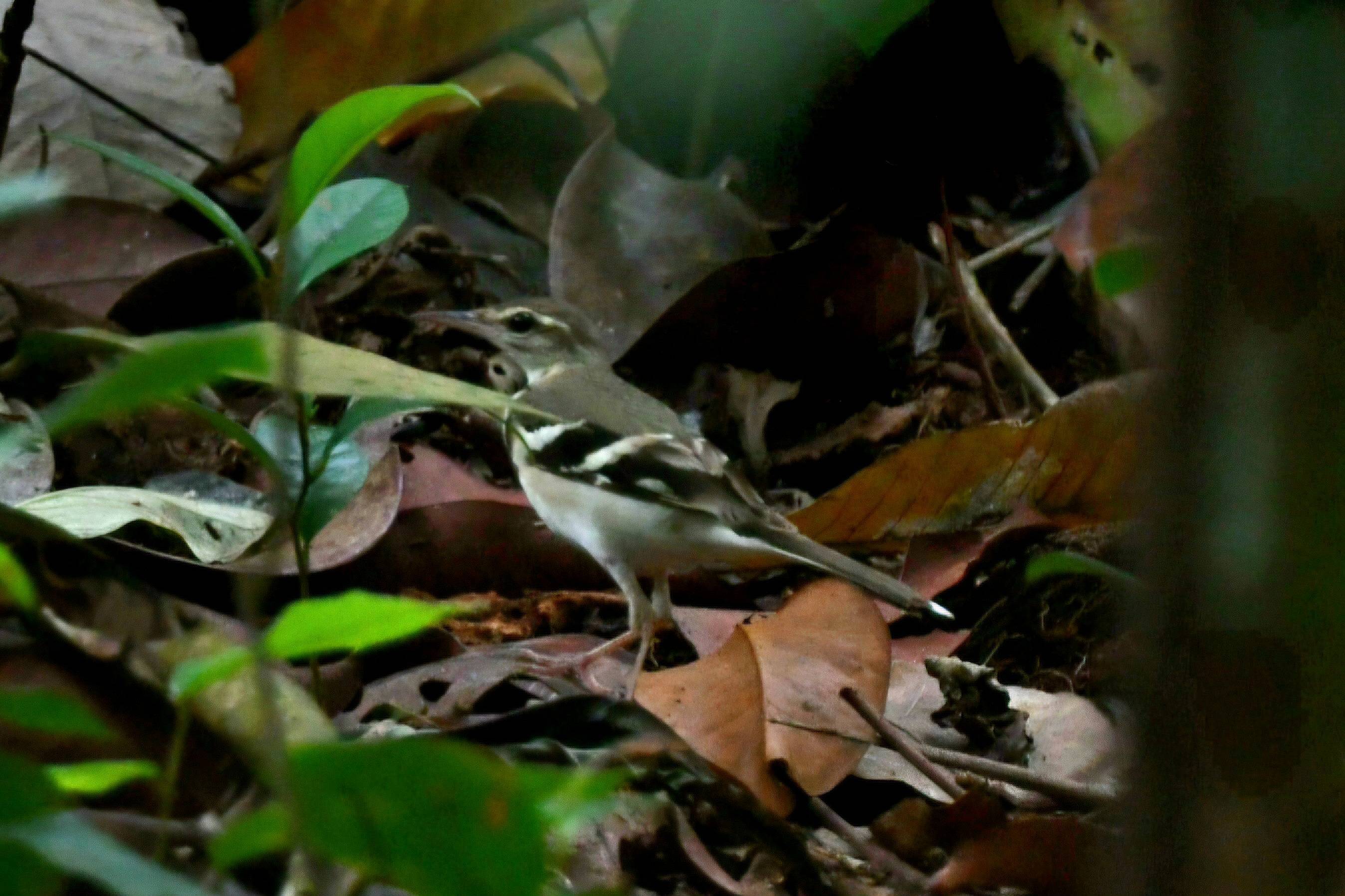 Forest wagtail