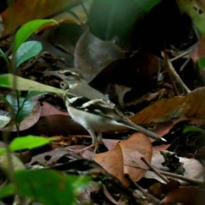 Forest wagtail