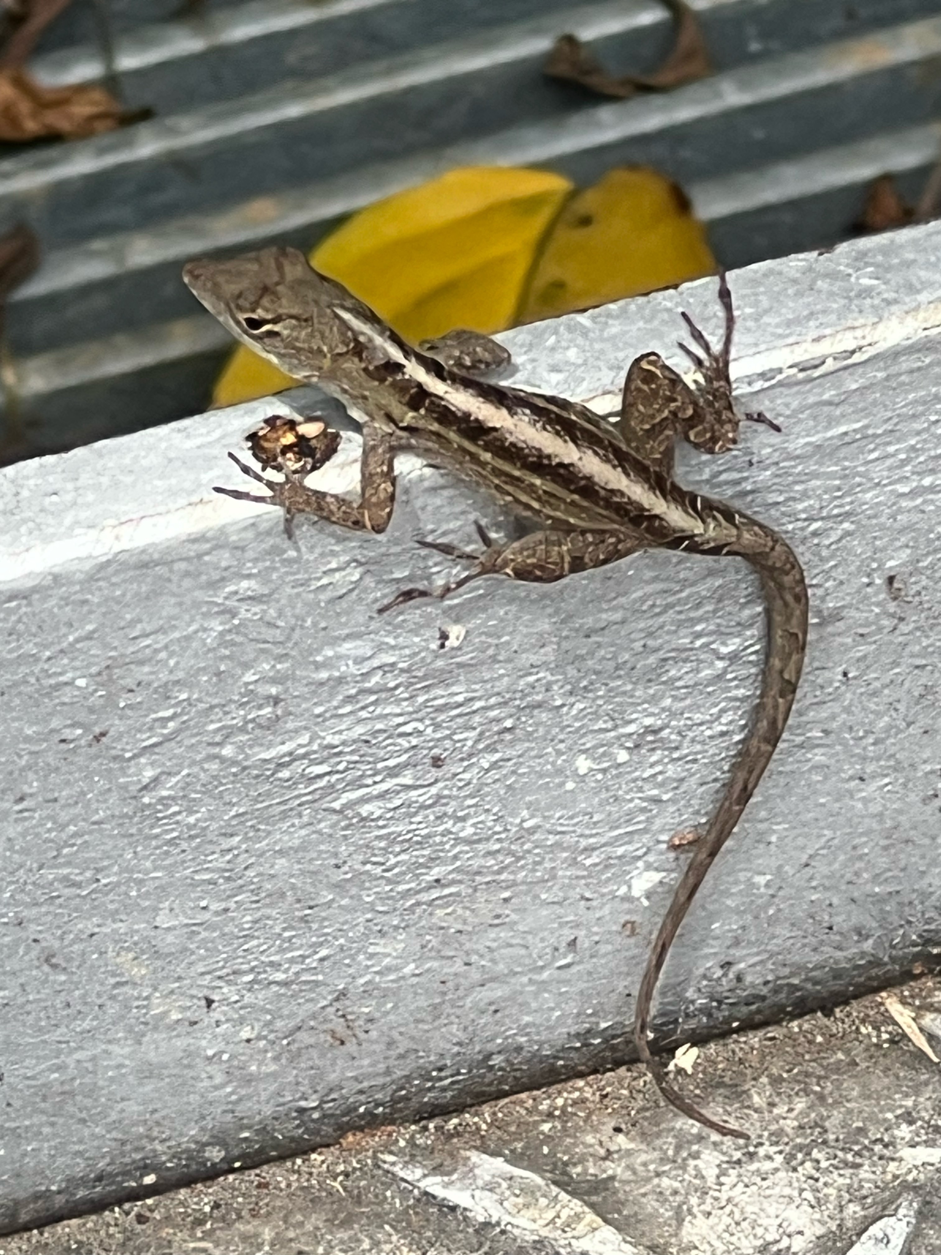 Lizard - brown anole