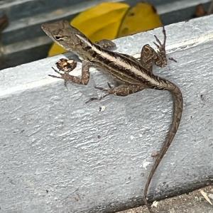 Lizard - brown anole