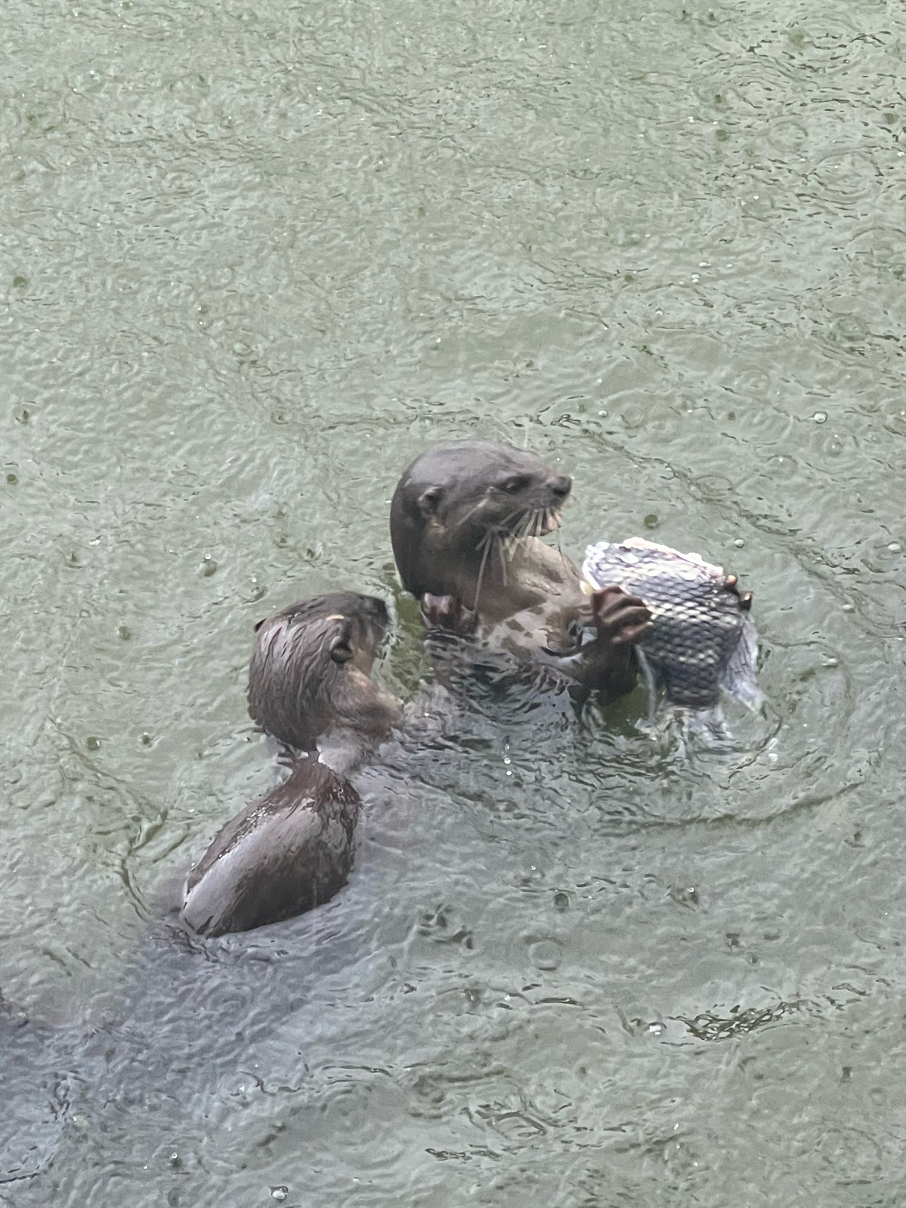 Smooth coated otter