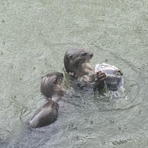 Smooth coated otter