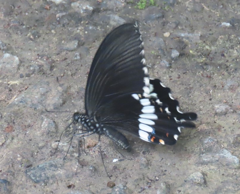 Common mormon