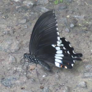 Common mormon