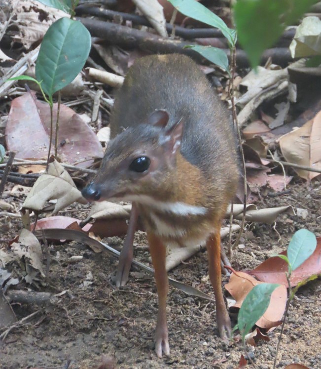 Lesser mouse-deer