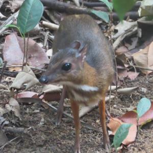 Lesser mouse-deer