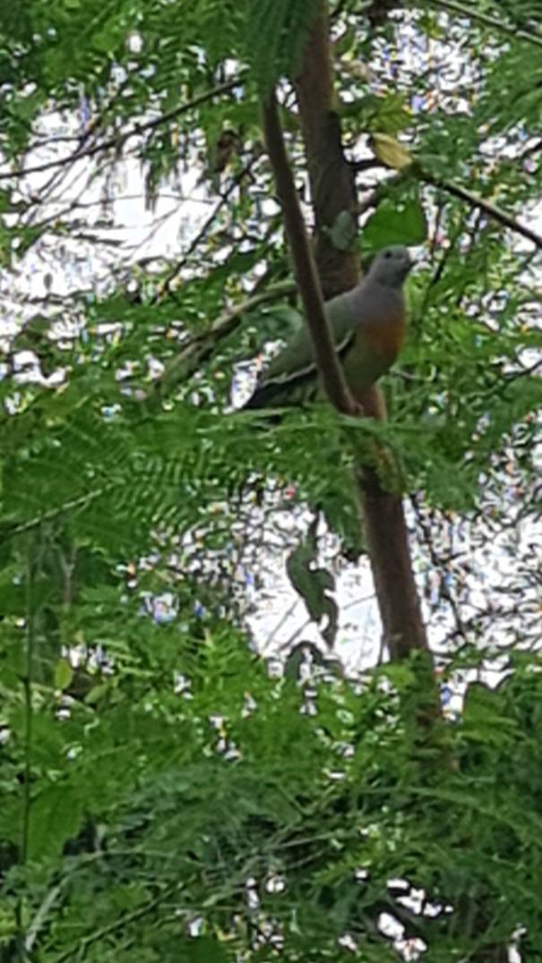 Pink-necked green pigeon