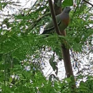 Pink-necked green pigeon