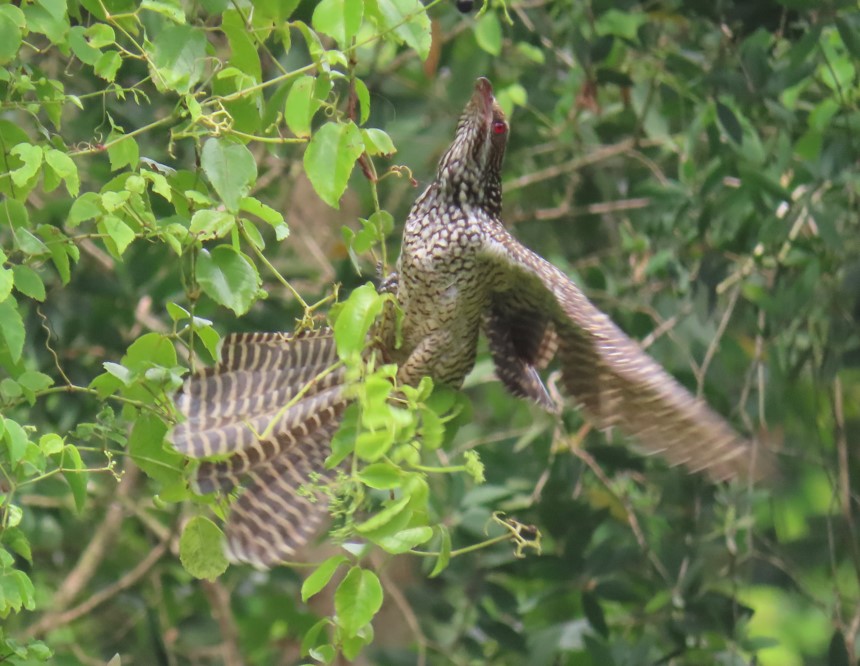 Asian koel