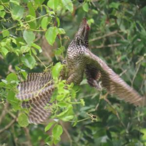 Asian koel