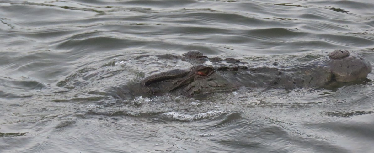 Estuarine crocodile