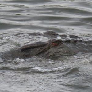 Estuarine crocodile