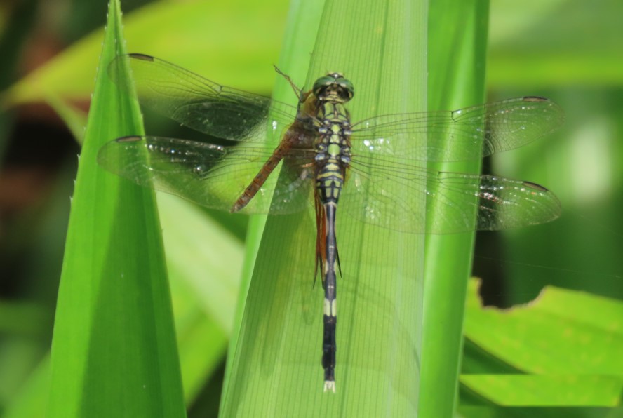 Variegated green skimmer