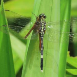 Variegated green skimmer