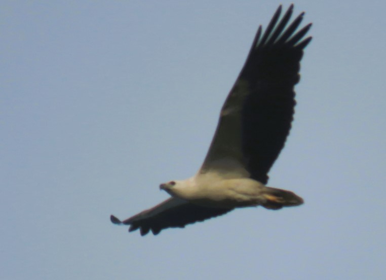 White-bellied sea eagle