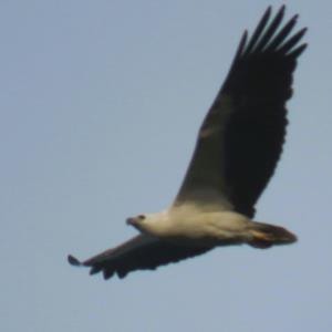 White-bellied sea eagle