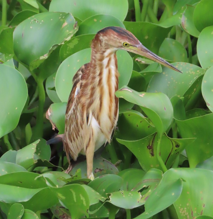 Yellow bittern