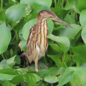 Yellow bittern