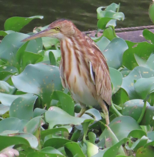 Yellow bittern