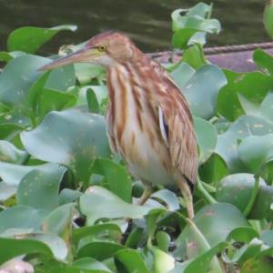 Yellow bittern