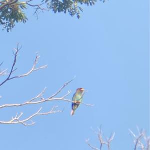 Oriental dollarbird