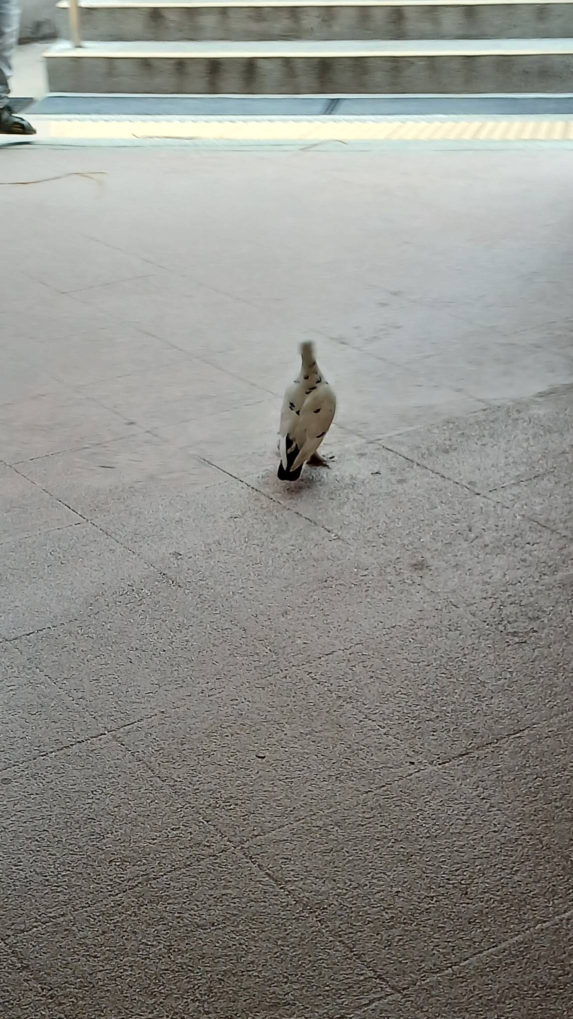 Domesticated white pigeon