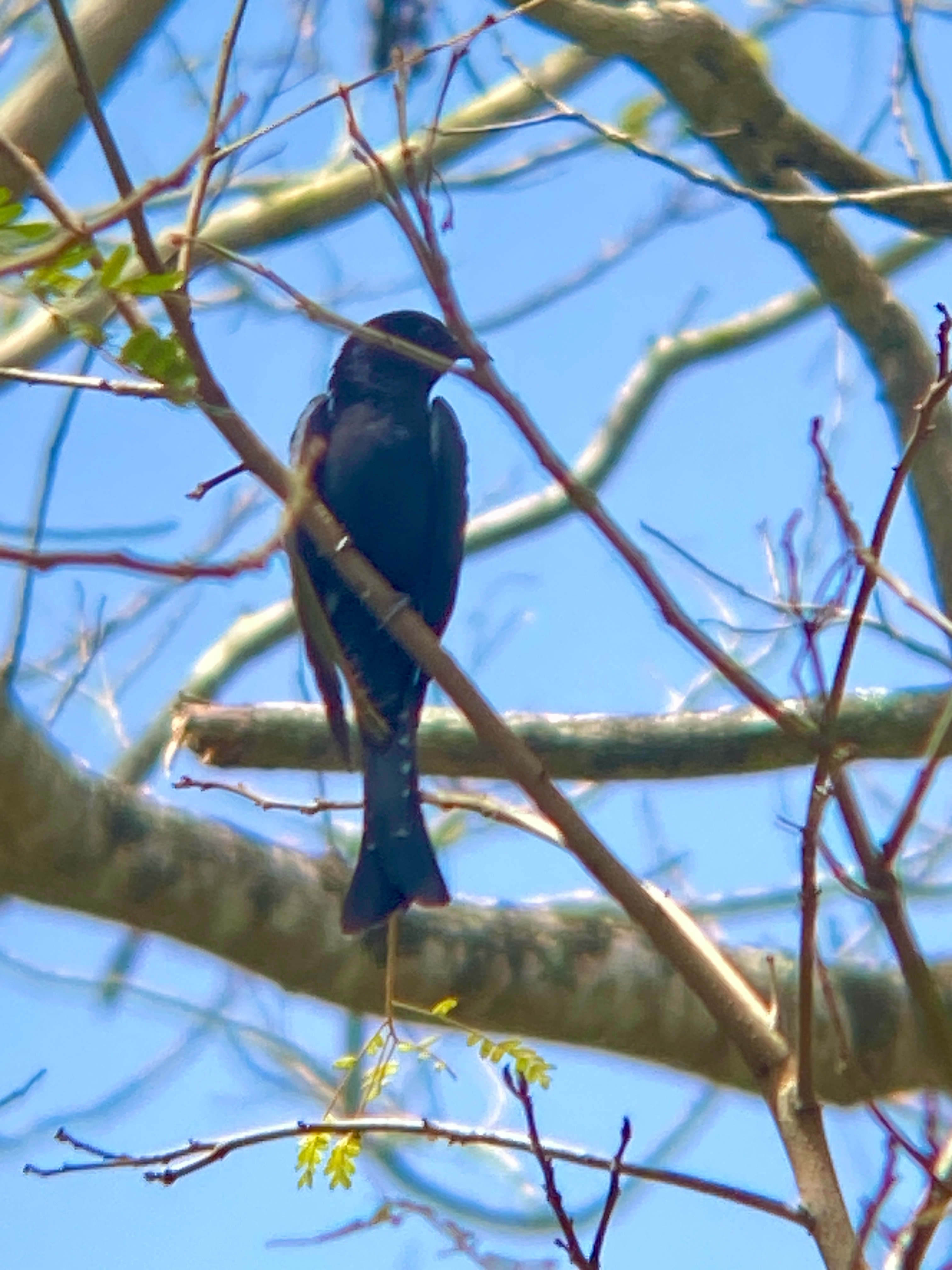 Square-tailed drongo-cuckoo