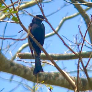 Square-tailed drongo-cuckoo