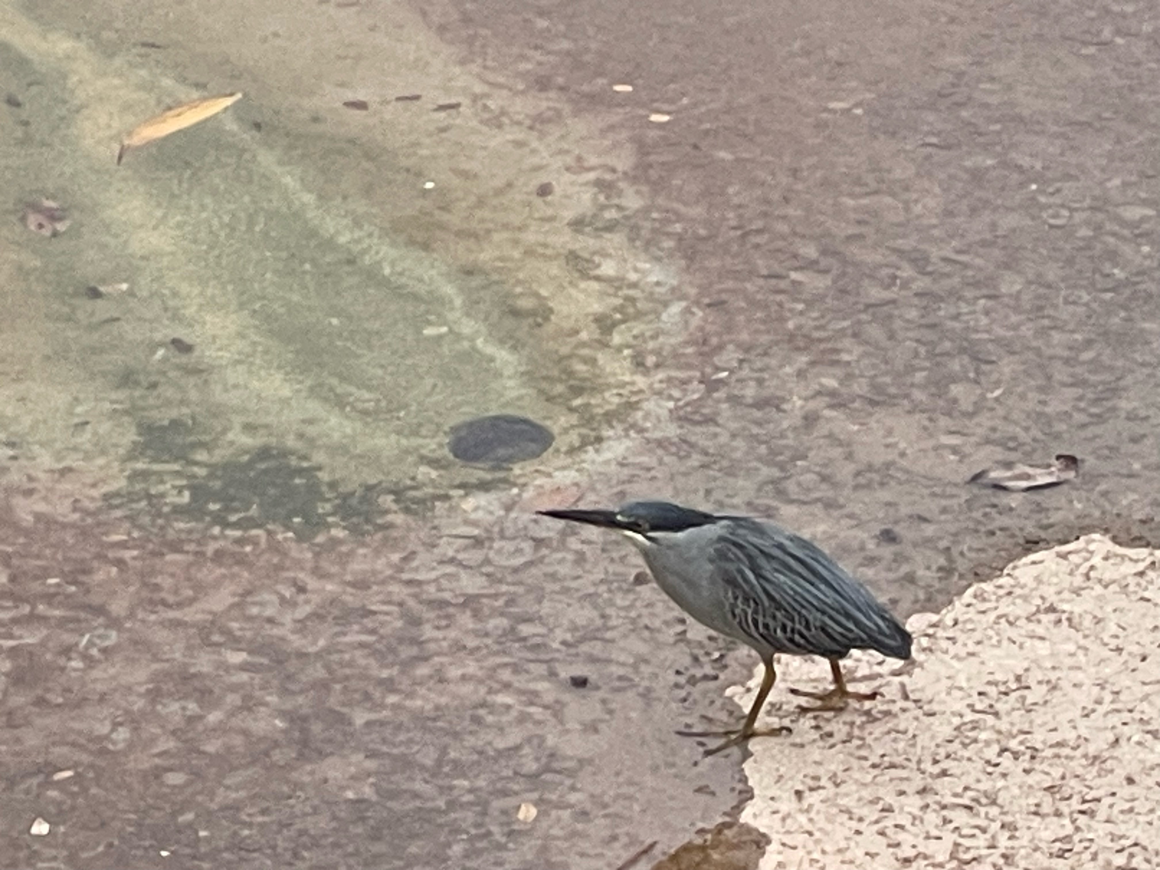 Striated heron