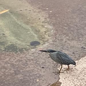 Striated heron