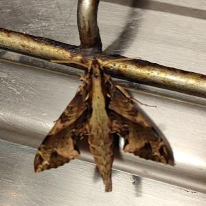 Hawk moth