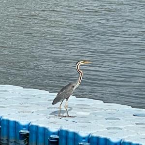 Purple heron   