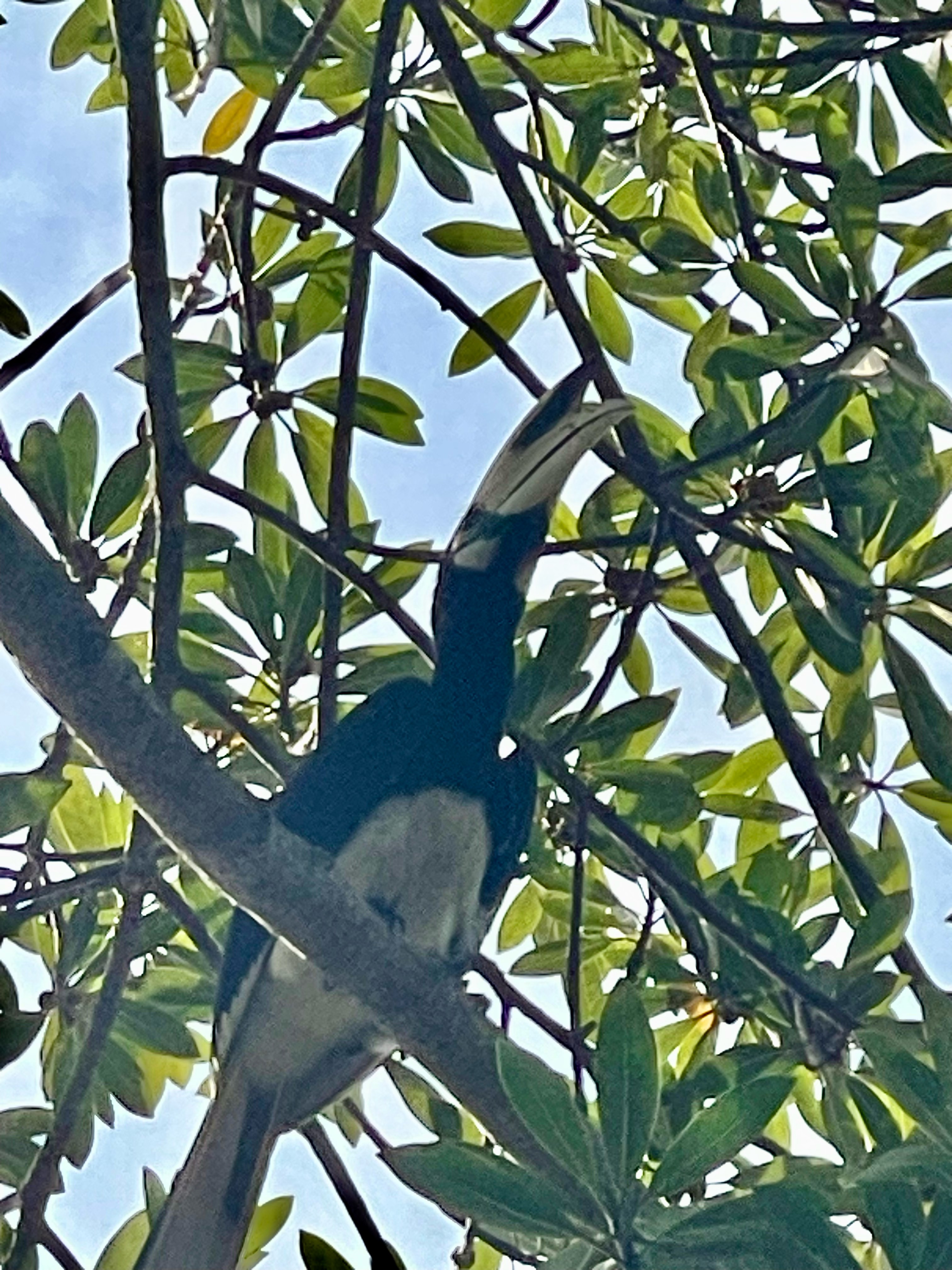 Oriental pied hornbill