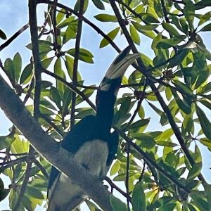 Oriental pied hornbill