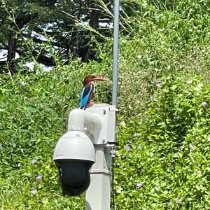 White-throated kingfisher