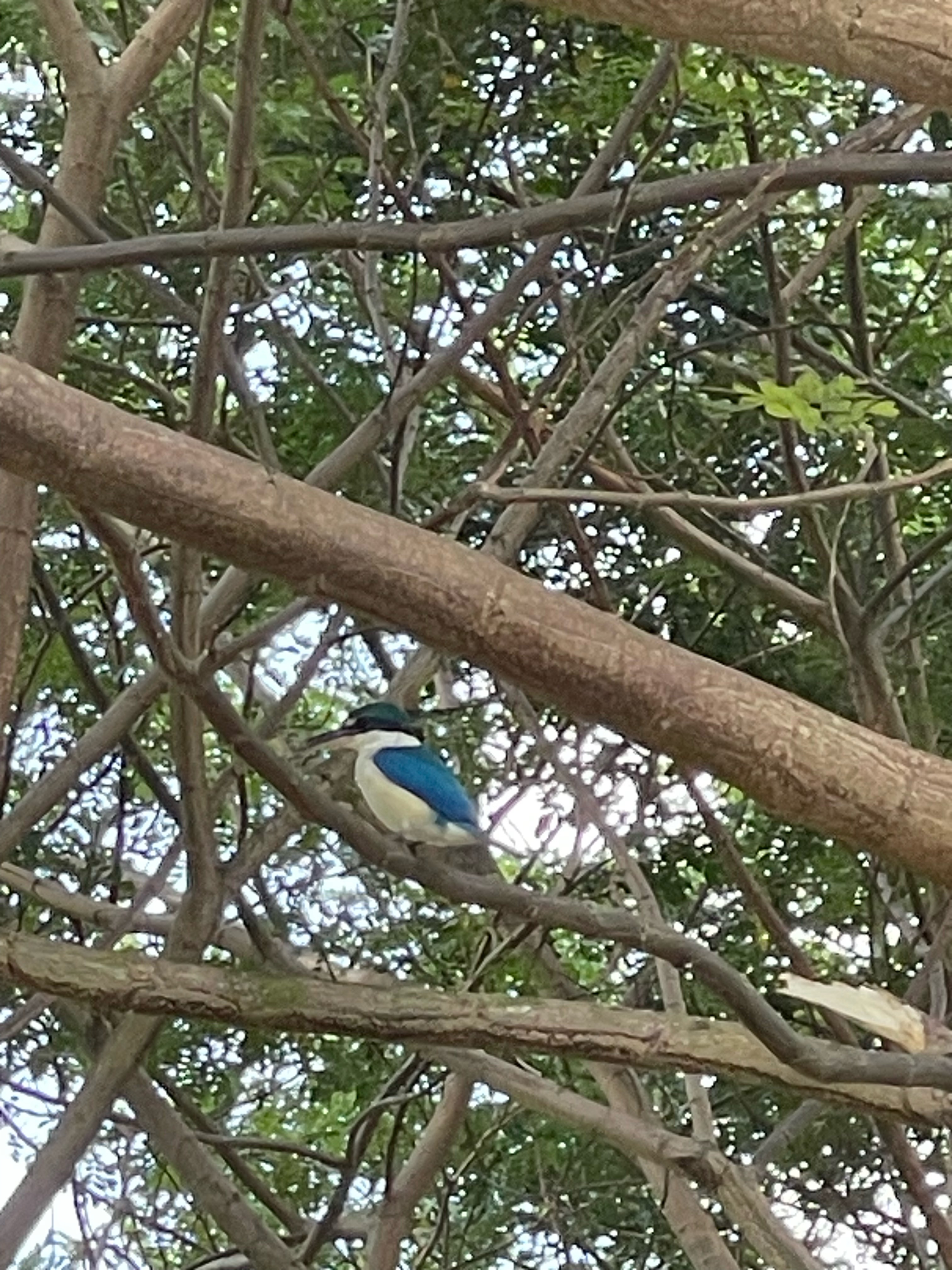 Collared kingfisher