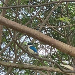 Collared kingfisher