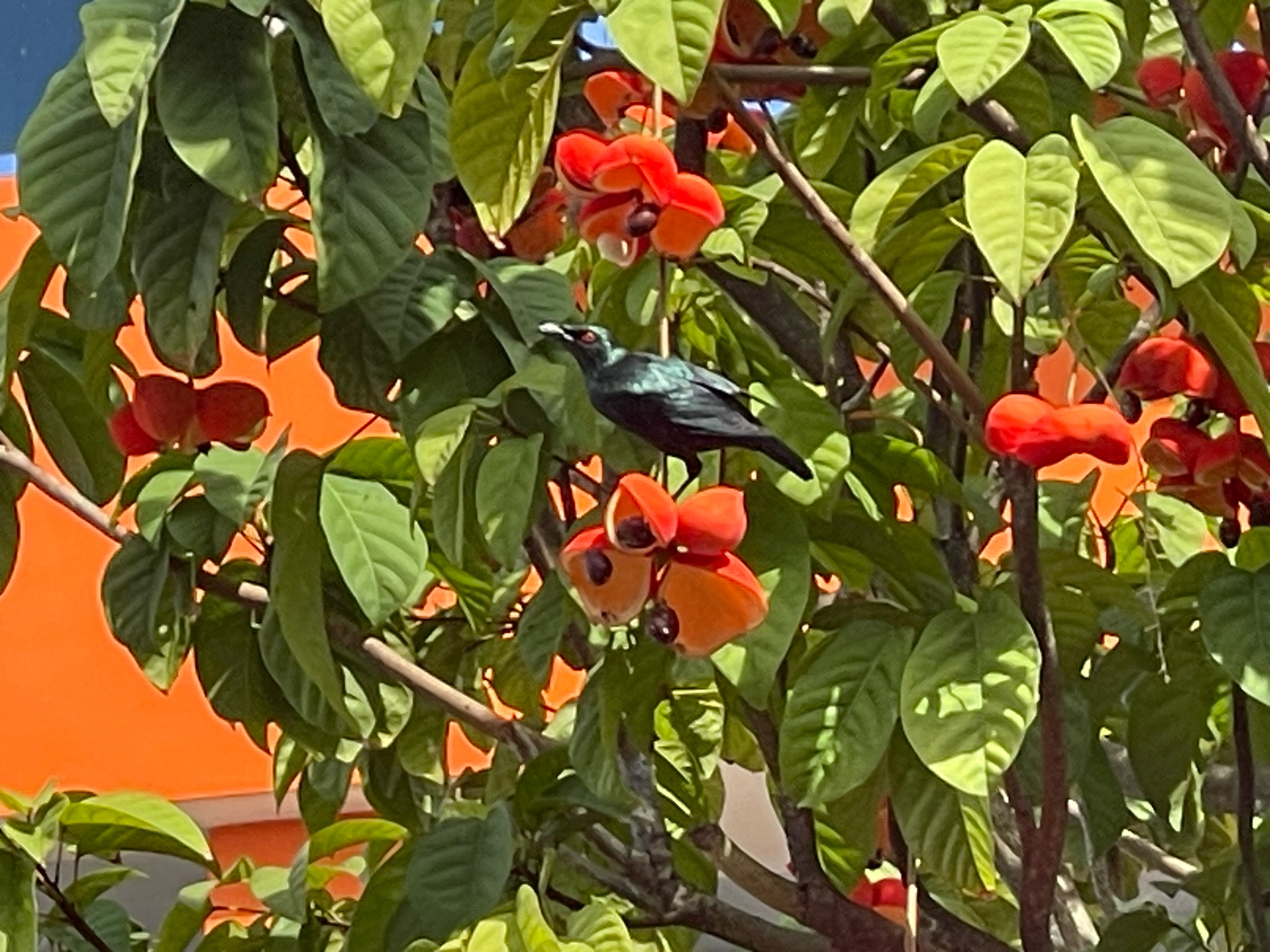 Asian glossy starling