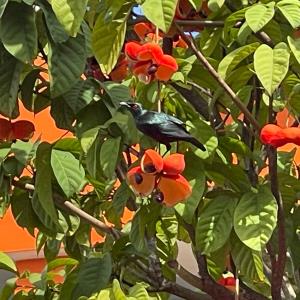 Asian glossy starling