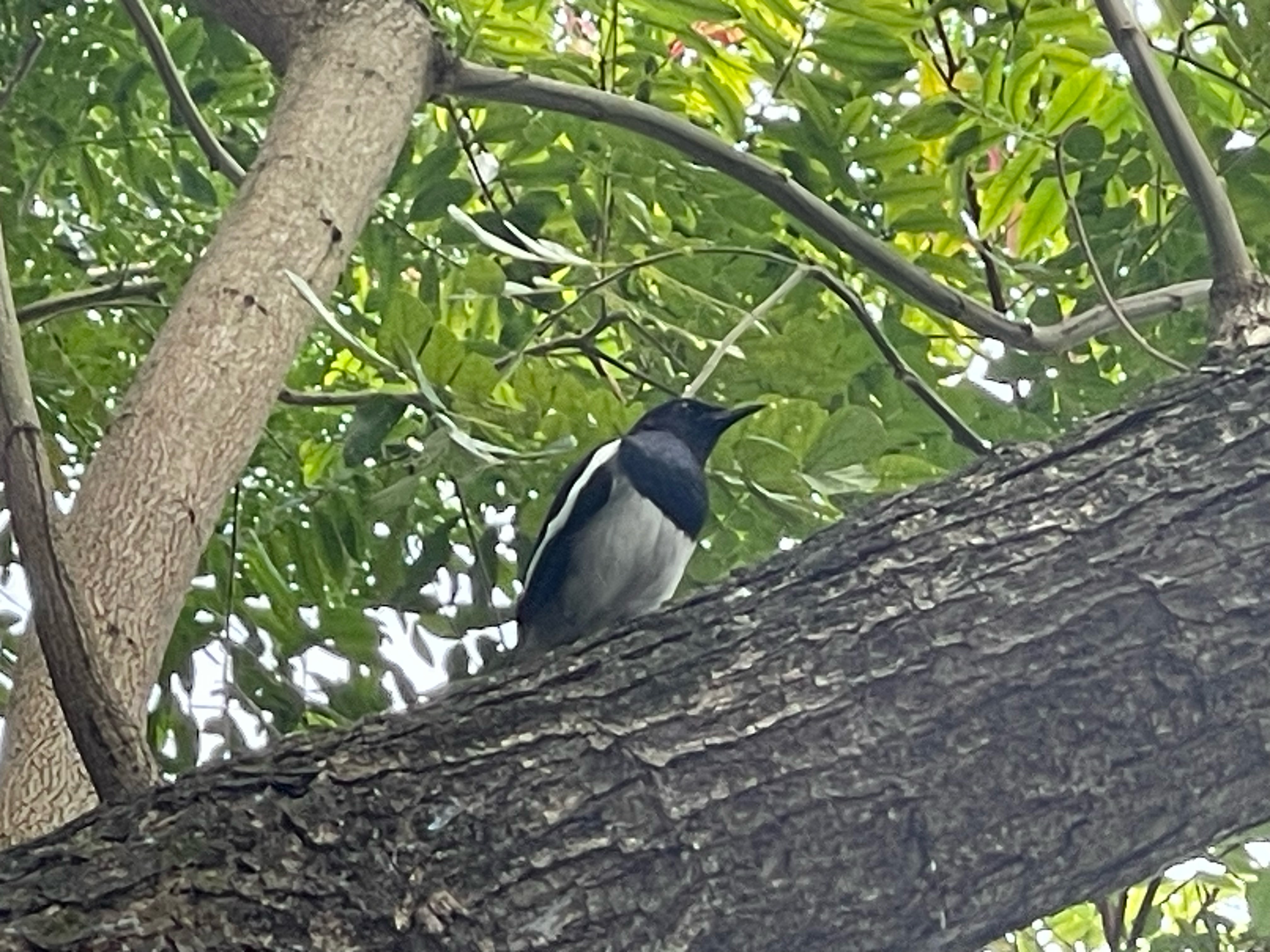 Oriental magpie-robin   