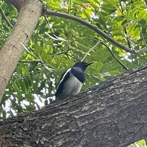 Oriental magpie-robin   