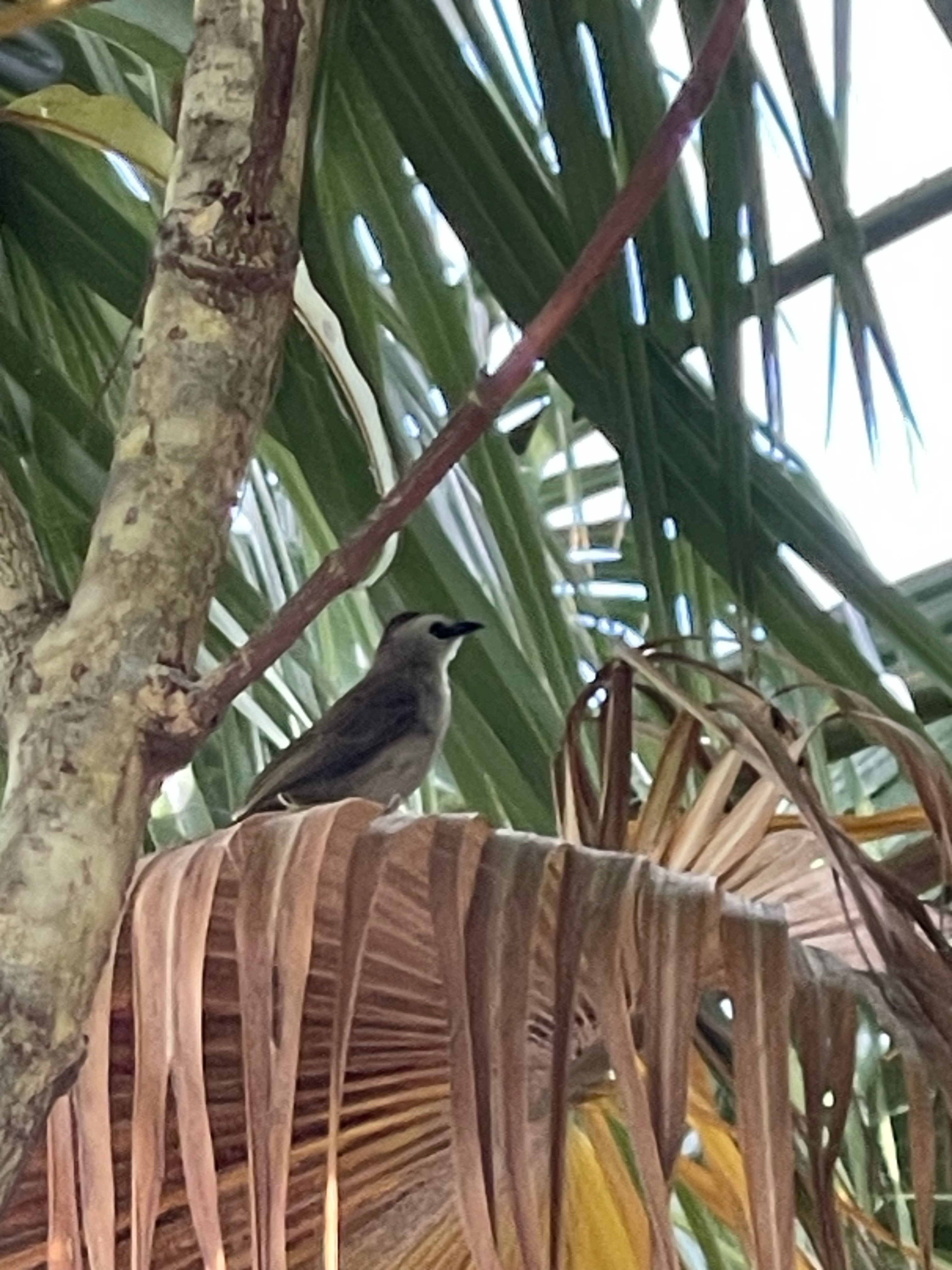 Yellow-vented bulbul